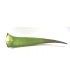 hoja-bio-aloe-vera-aloeplant