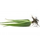 PLANTAS HIJAS ALOE VERA