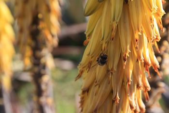 aloe-vera-flor-abeja-biodiversidad-aloeplant