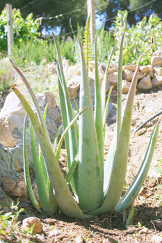 aloe-vera-planta-cuidados-aloeplant