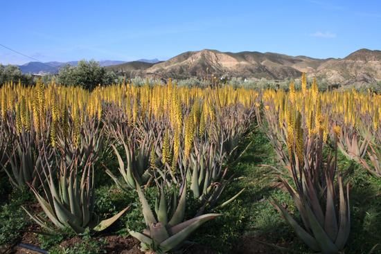 aloe-vera-plantas-cuidados-aloeplant