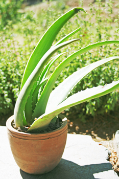 maceta-aloe-vera