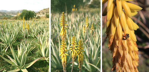 aloe-vera-almeria-plantacion-aloeplant