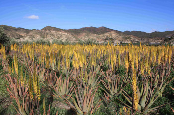 plantacion-aloe-vera-ecologico-aloeplant-almeria