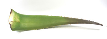 zumo-aloe-vera-ecologico-hoja-cultivo-aloeplant