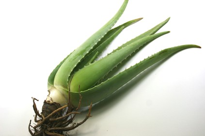 aloe vera fresco